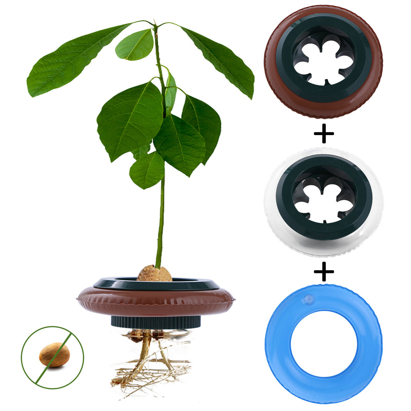 2-Pack Avocado Tree Growing Kit