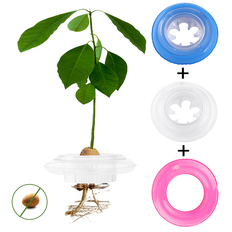 2-Pack Avocado Tree Growing Kit