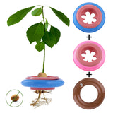 2-Pack Avocado Tree Growing Kit