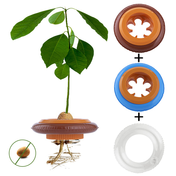 2-Pack Avocado Tree Growing Kit