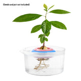 2-Pack Avocado Tree Growing Kit