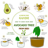 2-Pack Avocado Tree Growing Kit