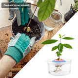 2-Pack Avocado Tree Growing Kit