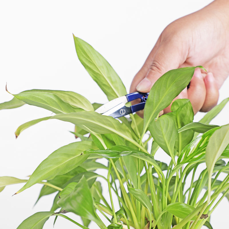 Bonsai Pruning Scissors