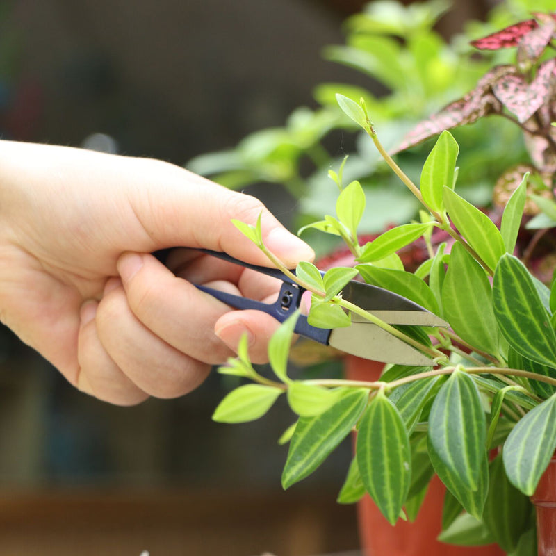 Bonsai Shears Set of 4 pcs